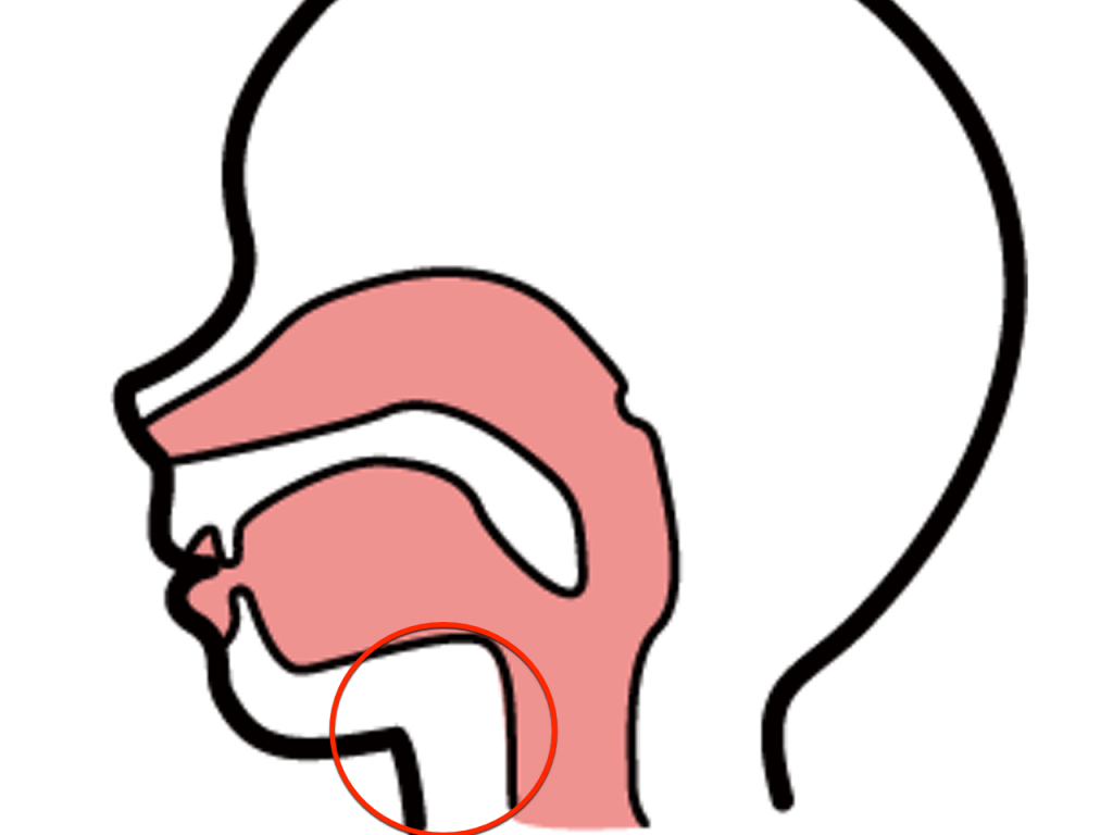 喉の力が抜けない原因 本当に力を抜くべきは舌骨 Shougo Tv Official Web Site