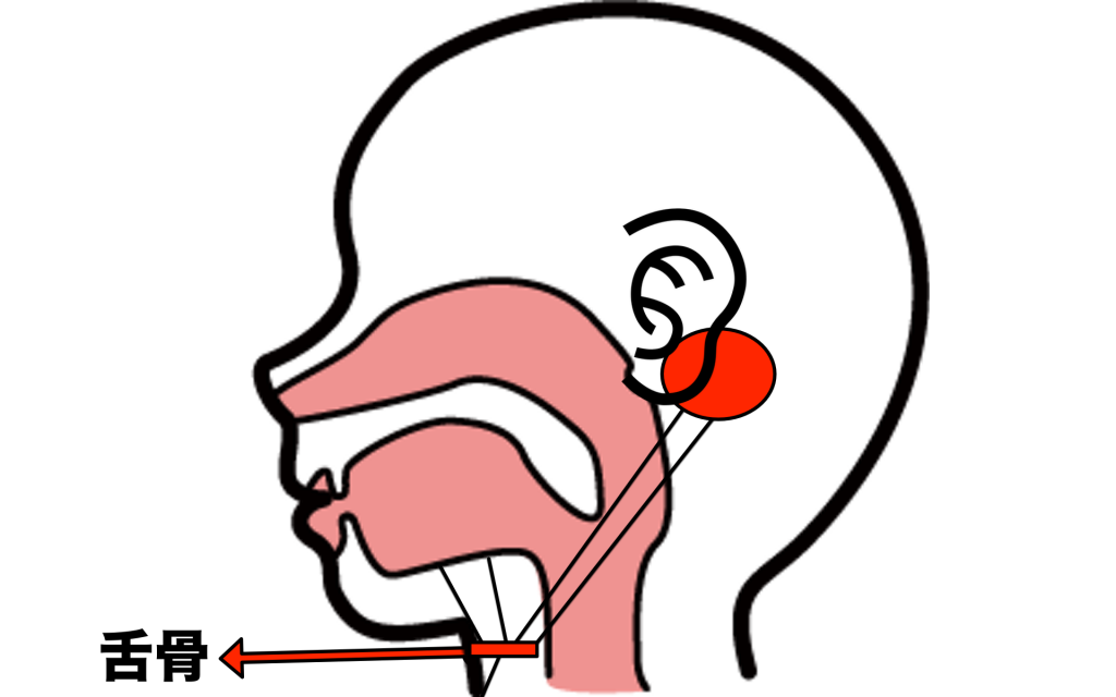 喉の力が抜けない原因 本当に力を抜くべきは舌骨 Shougo Tv Official Web Site